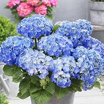 Sky Blue Hydrangea Flower seeds for Planting Fragrant Blossoms, Heirloom & GMO Free Seeds for Home Garden seeds for planting