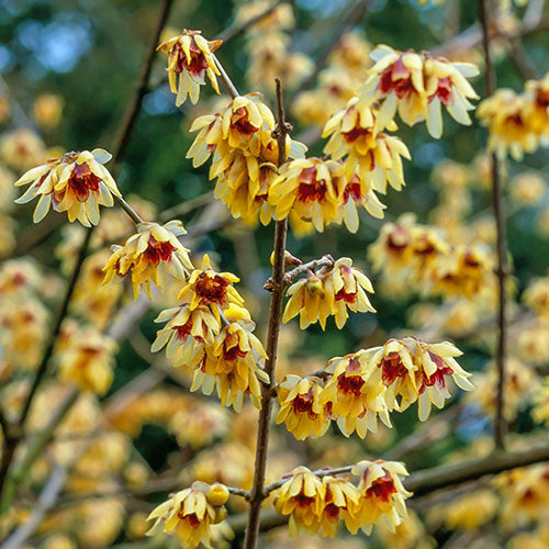 Premium Red Chimonanthus Flower seeds for Planting Cottage Garden Essential, Heirloom & GMO Free Seeds for Home Garden seeds