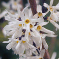 White Forsythia Abeliophyllum distichum Flower seeds for Planting Easy to Grow, Heirloom & GMO Free Seeds for Home Garden seeds for planting
