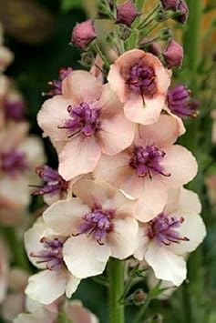 Antique Rose Verbascum Flower seeds for Planting Cottage Garden Essential, Heirloom & GMO Free Seeds for Home Garden Sale seeds for planting