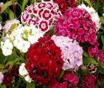 Mixed Barbatus Flower seeds for Planting Wildflower Mix, Heirloom & GMO Free Seeds for Home Garden vegetable and garden seeds
