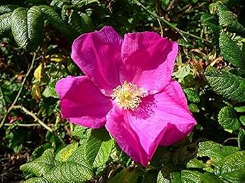 Rugosa Flower seeds for Planting Compact Growth, Heirloom & GMO Free Seeds for Home Garden seeds for planting