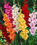 Mixed Gladiolus Flower seeds for Planting Sun Loving, Heirloom & GMO Free Seeds for Home Garden seeds for planting