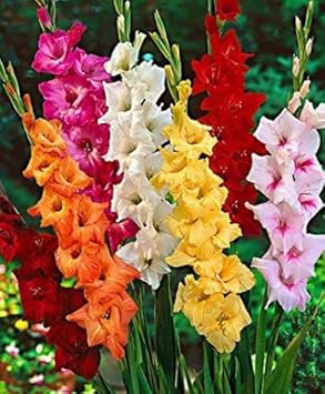 Mixed Gladiolus Flower seeds for Planting Sun Loving, Heirloom & GMO Free Seeds for Home Garden seeds for planting