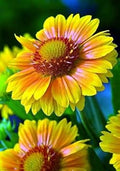 Yellow Gaillardia Flower seeds for Planting Cottage Garden Essential, Heirloom & GMO Free Seeds for Home Garden seeds for planting