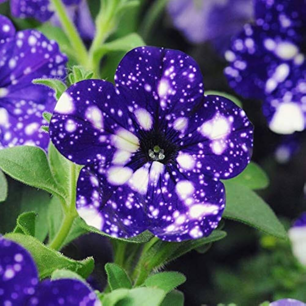 Tacoli Bonsai Petunia Flower seeds for Planting Seasonal Bloomer Heirloom & GMO Free Seeds for Home Garden