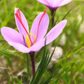 Pink Crocus Flower seeds for Planting Bright Blooms, Heirloom & GMO Free Seeds for Home Garden seeds for planting