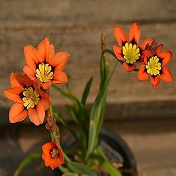 Premium Blue Red Sparaxis Flower seeds for Planting Premium Quality, Heirloom & GMO Free Seeds for Home Garden seeds