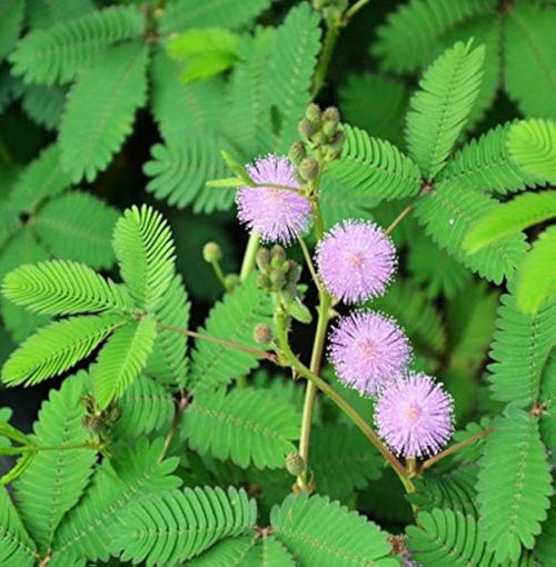 Premium Acacia Baileyana Flower seeds for Planting Cut Flower Favorite, Heirloom & GMO Free Seeds for Home Garden seeds