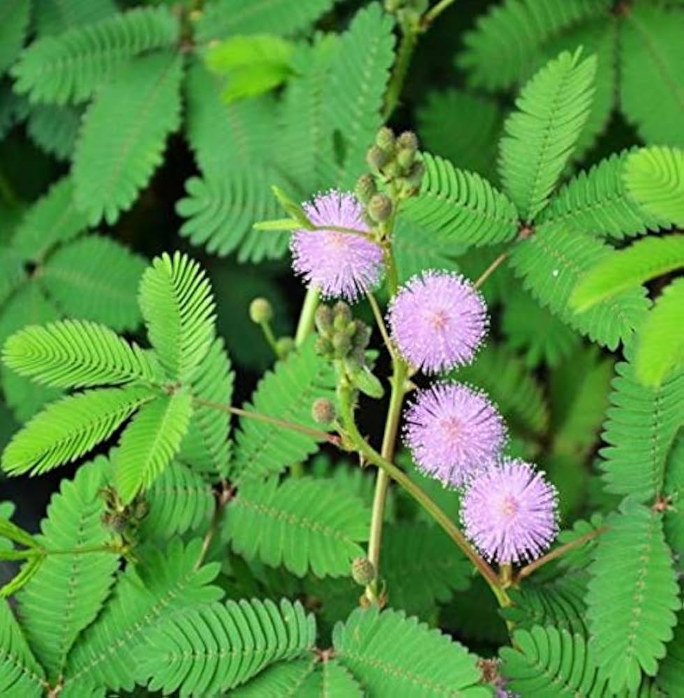 Premium Purple Mimosa Flower seeds for Planting Easy to Grow, Heirloom & GMO Free Seeds for Home Garden seeds