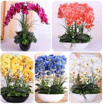 Mixed Phalaenopsis Orchid Flower seeds for Planting Colorful Display, Heirloom & GMO Free Seeds for Home Garden seeds for planting