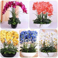 Mixed Phalaenopsis Orchid Flower seeds for Planting Colorful Display, Heirloom & GMO Free Seeds for Home Garden seeds for planting