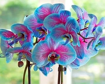 Blue Pink Butterfly Orchid Flower seeds for Planting Easy to Grow, Heirloom & GMO Free Seeds for Home Garden seeds for planting