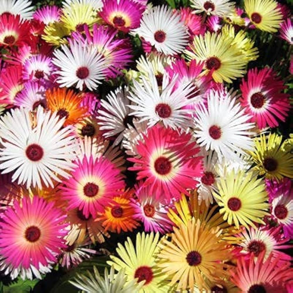 Ice Flower seeds for Planting Wildflower Mix Heirloom & GMO Free Seeds for Home Garden