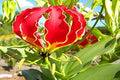 Red Gloriosa Superba Flower seeds for Planting Seasonal Bloomer, Heirloom & GMO Free Seeds for Home Garden seeds for planting