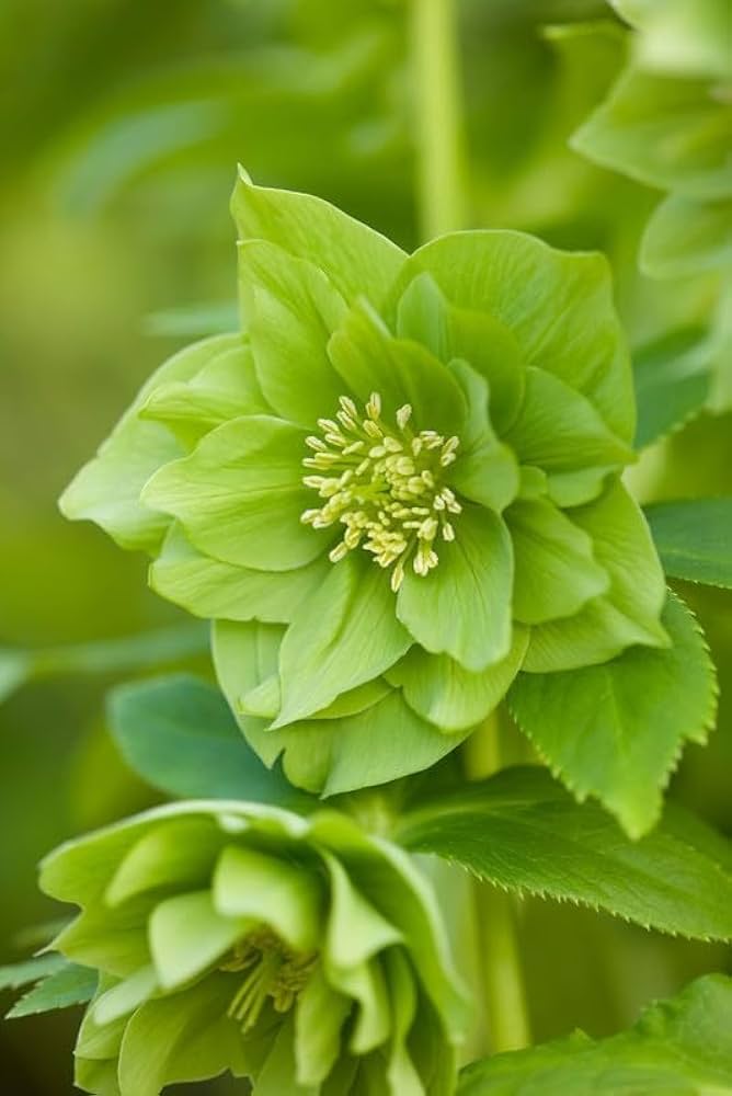 Green Clematis Flower seeds for Planting Vibrant Colors Heirloom & GMO Free Seeds for Home Garden