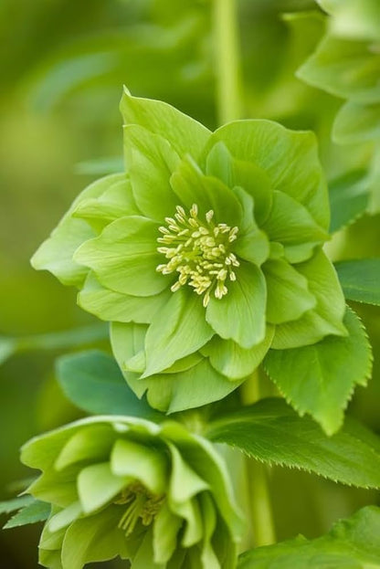 Green Clematis Flower seeds for Planting Vibrant Colors Heirloom & GMO Free Seeds for Home Garden