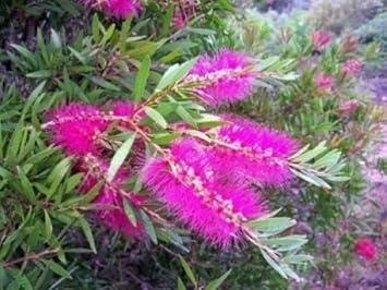Pink Callistemon Violaceus Flower seeds for Planting Garden Favorite, Heirloom & GMO Free Seeds for Home Garden seeds for planting