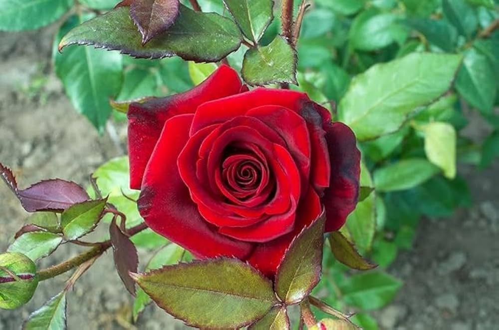 Fragrant Red Rose Flower seeds for Planting - Vibrant Colors, Heirloom & GMO Free Seeds for Home Garden