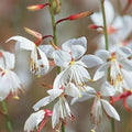 Lindheimeri Flower seeds for Planting Pollinator Friendly, Heirloom & GMO Free Seeds for Home Garden seeds for planting