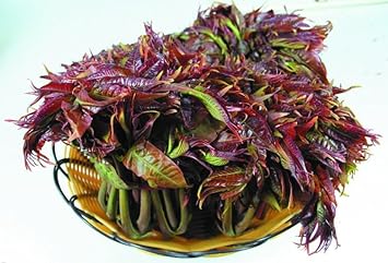 Toon Edible Oil Planting Seeds For Culinary Use - Enhance Your Cooking With Delicious Flavors From