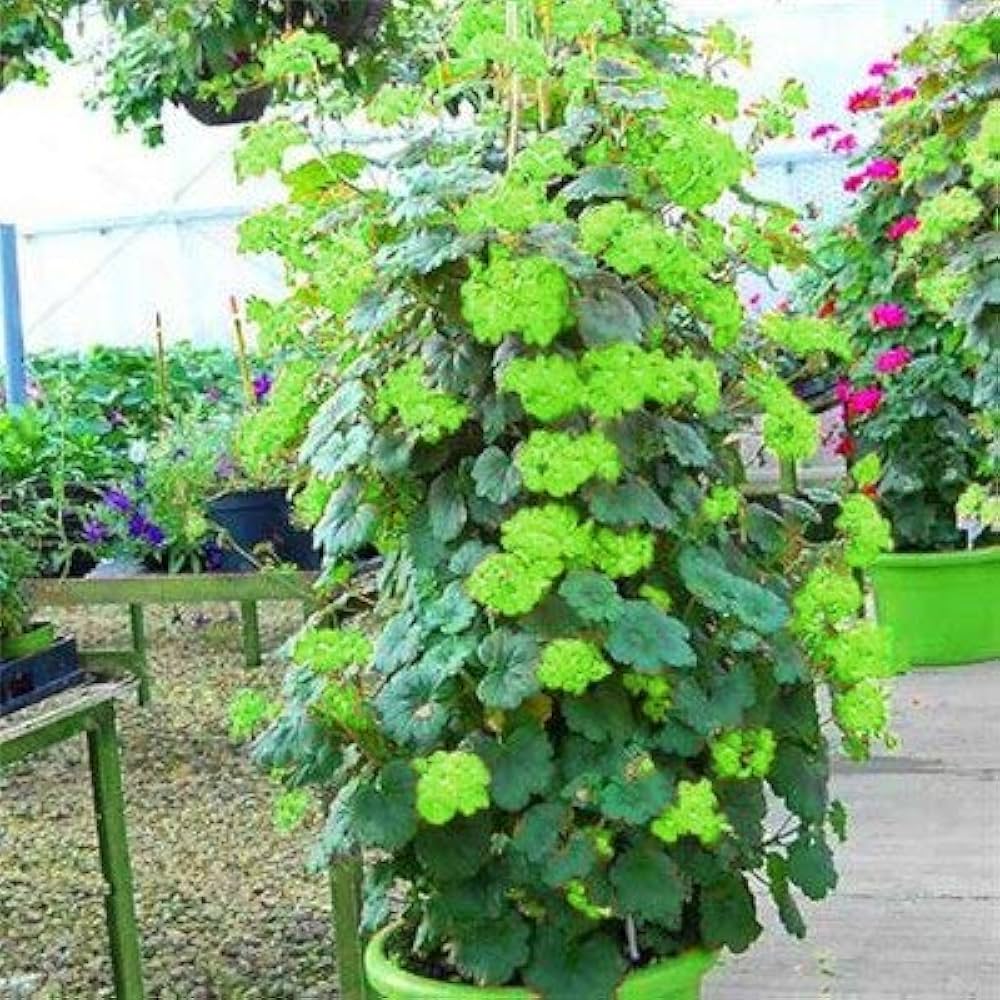 Green Climbing Geranium Flower Seeds for Planting, Heirloom Non-GMO Organic Garden Seeds
