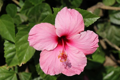 Hibiscus Bonsai Flower seeds for Planting Perfect for Borders Heirloom & GMO Free Seeds for Home Garden