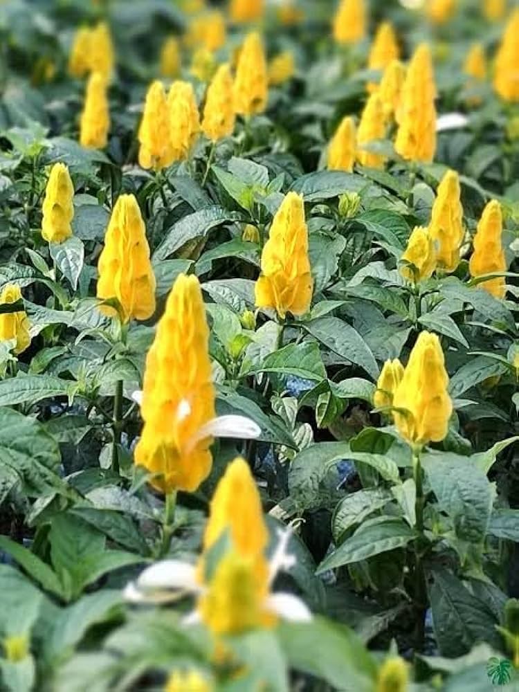 Yellow Crossandra Flower seeds for Planting Garden Favorite, Heirloom & GMO Free Seeds for Home Garden vegetable and garden seeds