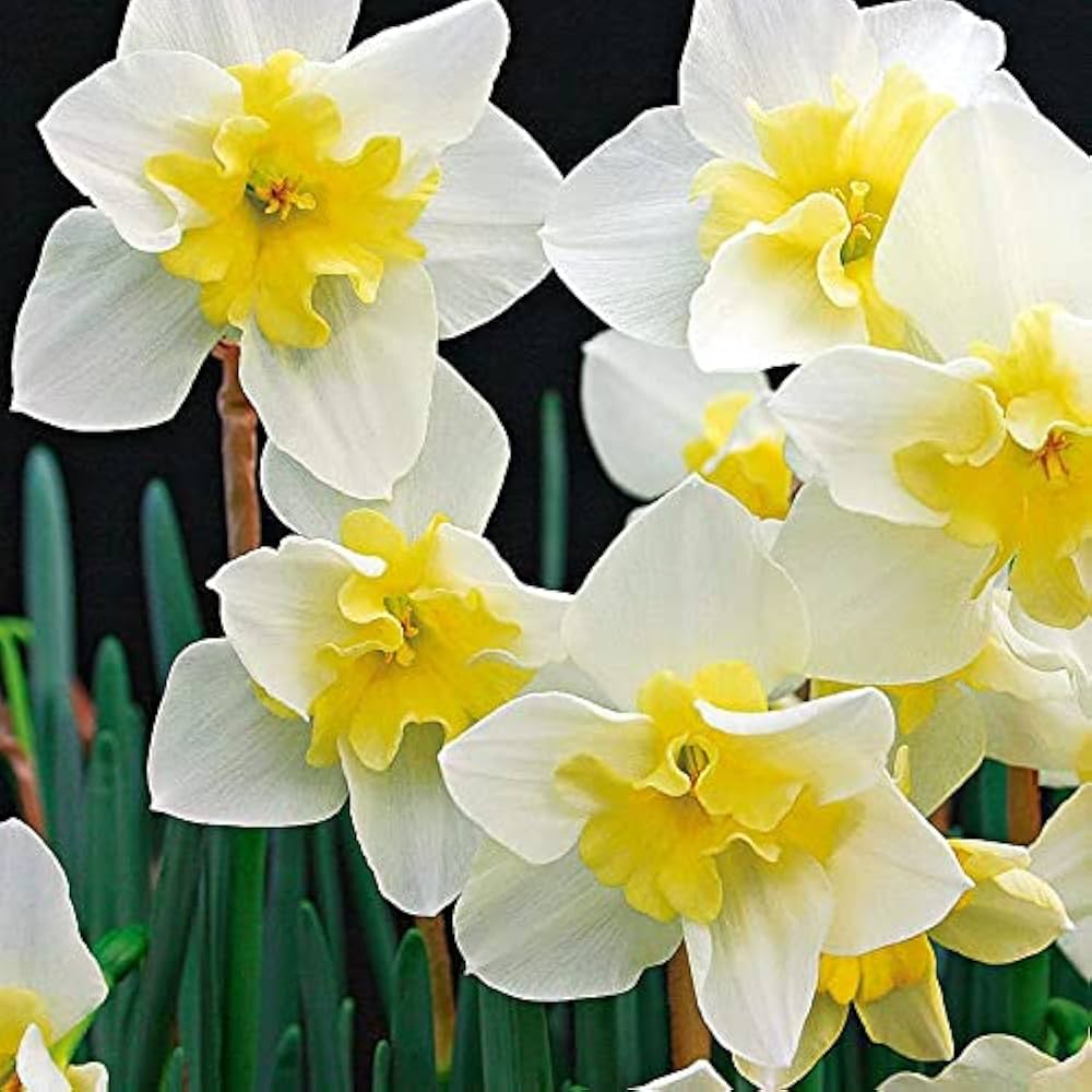 Daffodil Flower seeds for Planting Cut Flower Favorite, Heirloom & GMO Free Seeds for Home Garden vegetable and garden seeds