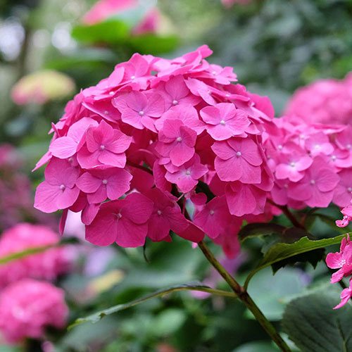 Premium Pink Hydrangea Flower seeds for Planting Cottage Garden Essential, Heirloom & GMO Free Seeds for Home Garden seeds