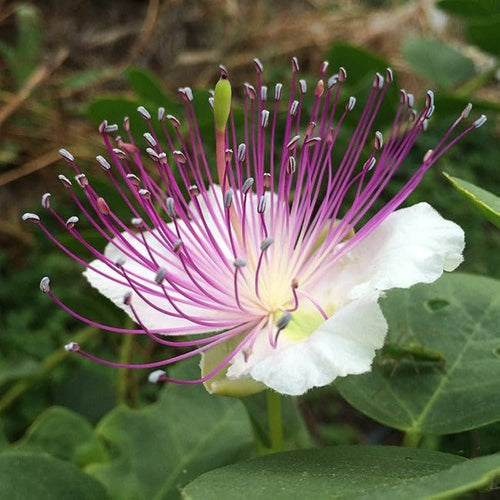 Premium Blue Caper Flower seeds for Planting Compact Growth, Heirloom & GMO Free Seeds for Home Garden seeds