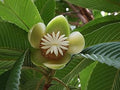 White Dillenia Flower seeds for Planting Long Bloom Season, Heirloom & GMO Free Seeds for Home Garden seeds for planting