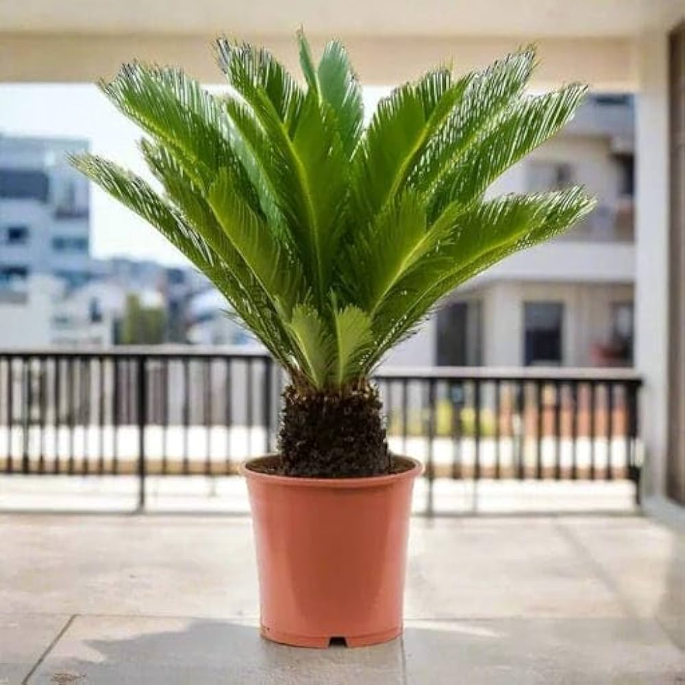 Premium Cycas Flower seeds for Planting Premium Quality, Heirloom & GMO Free Seeds for Home Garden seeds