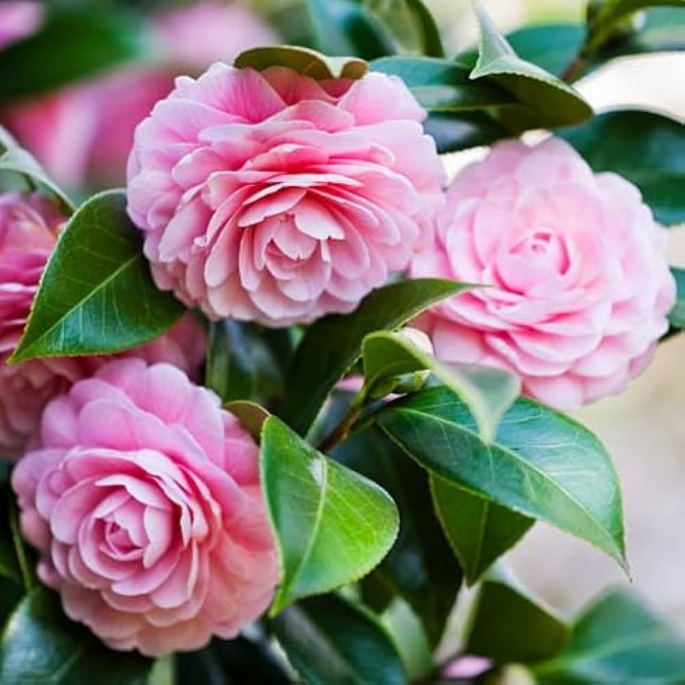 Camellia Japonica Flower seeds for Planting Fragrant Blossoms, Heirloom & GMO Free Seeds for Home Garden vegetable and garden seeds