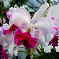 Pink Cattleya Flower seeds for Planting Shade Tolerant, Heirloom & GMO Free Seeds for Home Garden seeds for planting