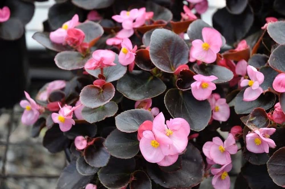 High quality Light Pink Begonia Flower seeds for Planting Easy to Grow, Heirloom & GMO Free Seeds for Home Garden seeds pack