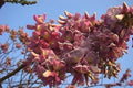 Pale Pink Gliricidia Sepium Flower seeds for Planting Bright Blooms, Heirloom & GMO Free Seeds for Home Garden seeds for planting