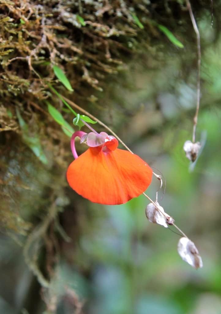 Orange Utricularia Flower seeds for Planting Seasonal Bloomer, Heirloom & GMO Free Seeds for Home Garden seeds for planting