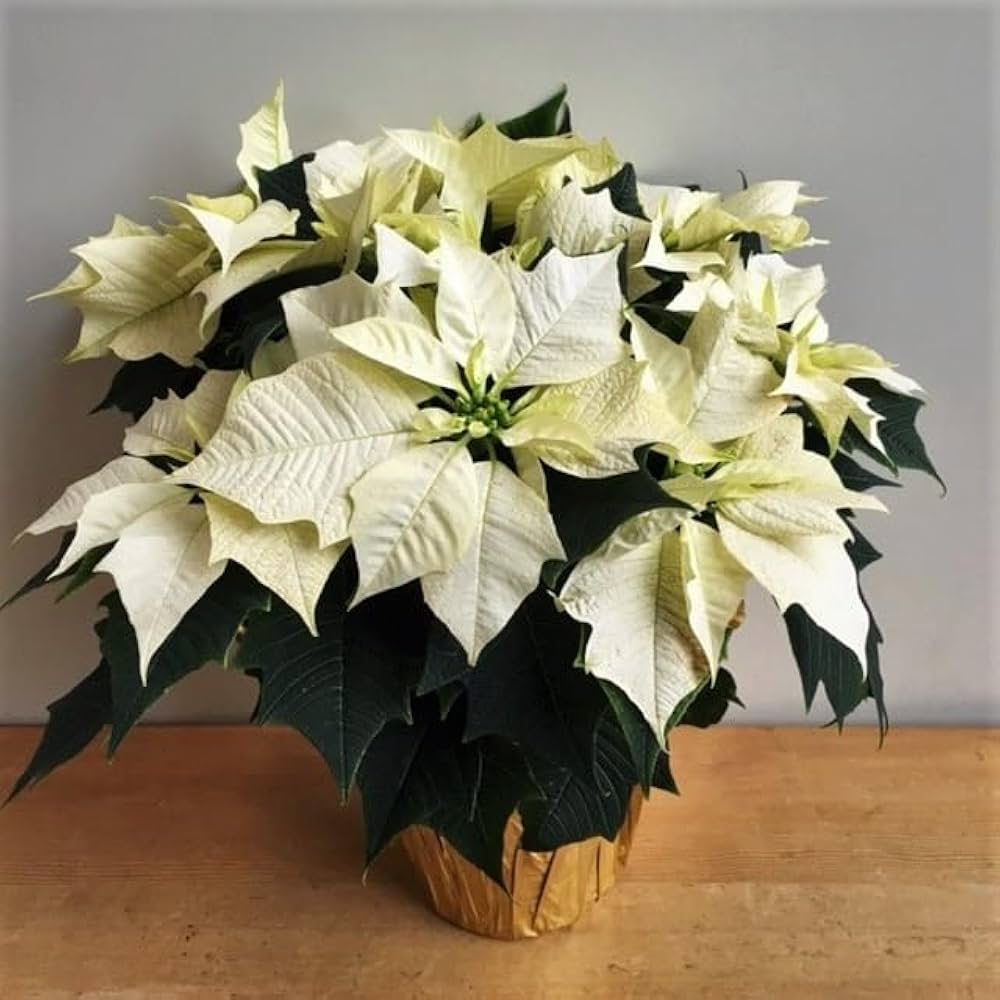 White Poinsettia Flower seeds for Planting Hardy Variety, Heirloom & GMO Free Seeds for Home Garden vegetable and garden seeds