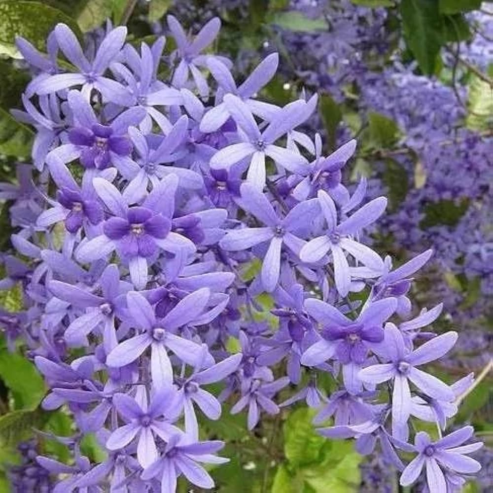 Purple Sandpaper Vine PETREA VOLUBILIS Flower seeds for Planting Cottage Garden Essential, Heirloom & GMO Free Seeds for Home Garden vegetable and garden seeds