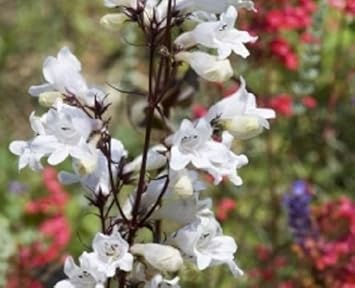 White Snowbells Flower seeds for Planting Pollinator Friendly, Heirloom & GMO Free Seeds for Home Garden seeds for planting