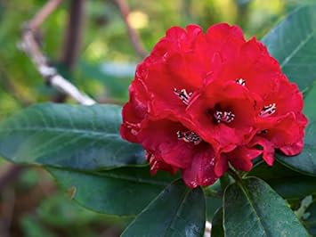 Red Rhododendron Flower seeds for Planting Wildflower Mix, Heirloom & GMO Free Seeds for Home Garden seeds for planting