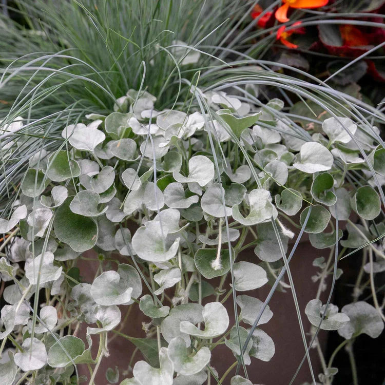 Heirloom Dichondra Flower seeds for Planting Vibrant Colors Heirloom & GMO Free Seeds for Home Garden