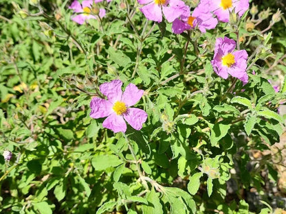 Cistus Creticus (Rockrose) Flower seeds for Planting - Perfect for Borders, Heirloom & GMO Free Seeds for Home Garden