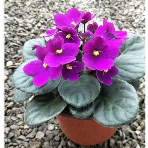 Heirloom African Violet Flower seeds for Planting Low Maintenance Heirloom & GMO Free Seeds for Home Garden 
 
 Sale