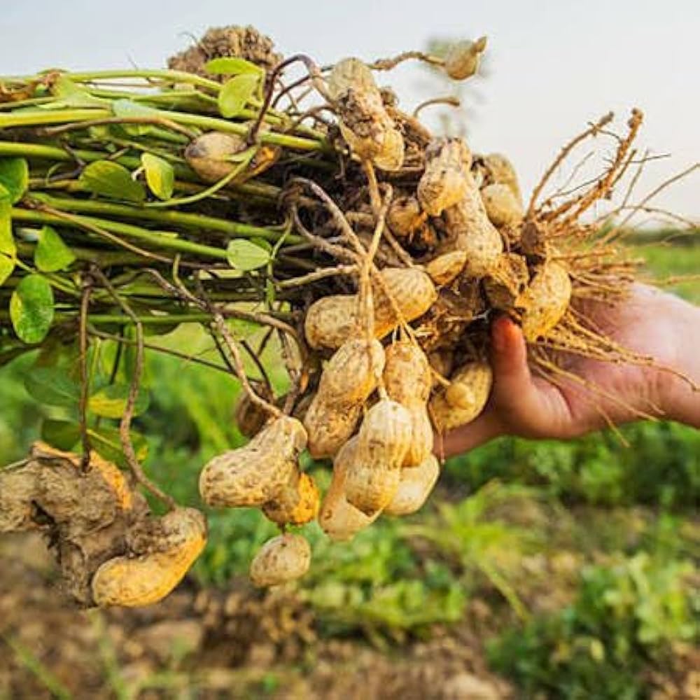 Peanut Flower seeds for Planting - Fragrant Blossoms, Heirloom & GMO Free Seeds for Home Garden