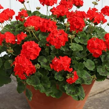 Geranium Flower seeds for Planting Fragrant Blossoms, Heirloom & GMO Free Seeds for Home Garden seeds for planting