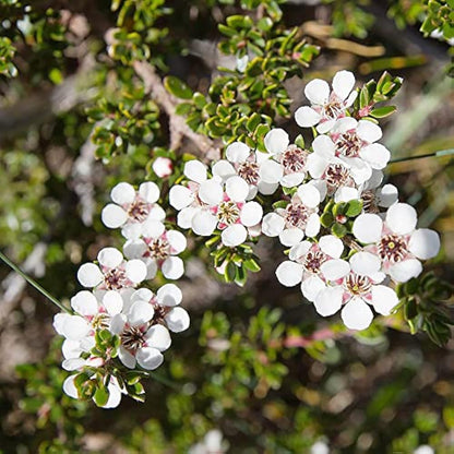 Leptospermum Flower seeds for Planting Long Bloom Season Heirloom & GMO Free Seeds for Home Garden