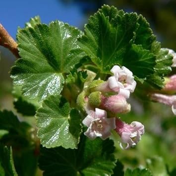 Pink Ribes Cereum Flower seeds for Planting Compact Growth, Heirloom & GMO Free Seeds for Home Garden seeds for planting