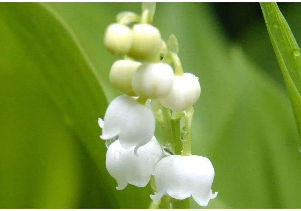 Heirloom Bell Orchid Flower seeds for Planting Fragrant Blossoms Heirloom & GMO Free Seeds for Home Garden